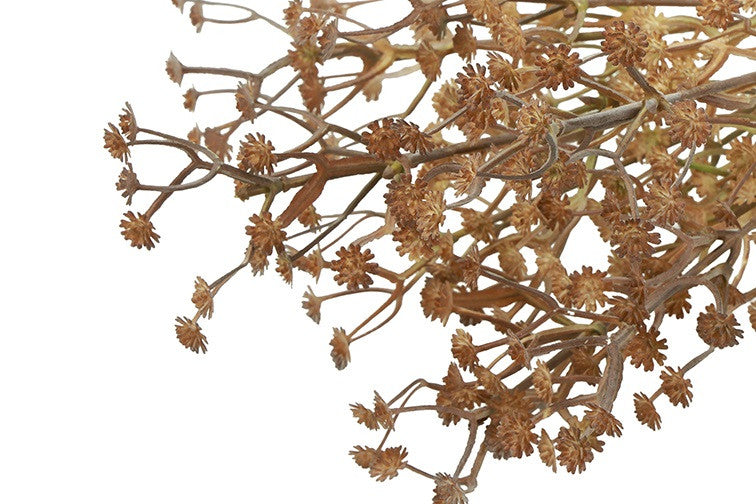 Gypsophila licht bruine tak