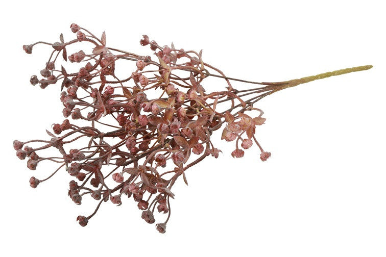 Tak Exacum oud rose/rood bosje
