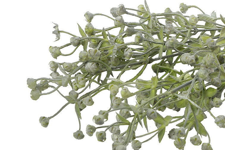 Bosje Exacum grijsgroen