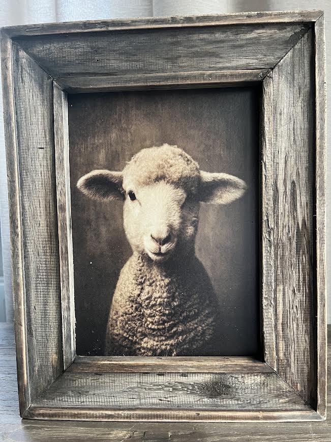 Houten schilderij Schaap