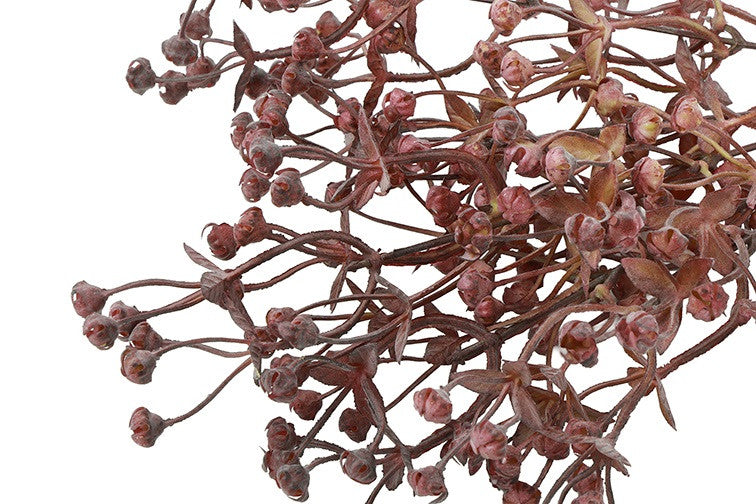 Tak Exacum oud rose/rood  bosje