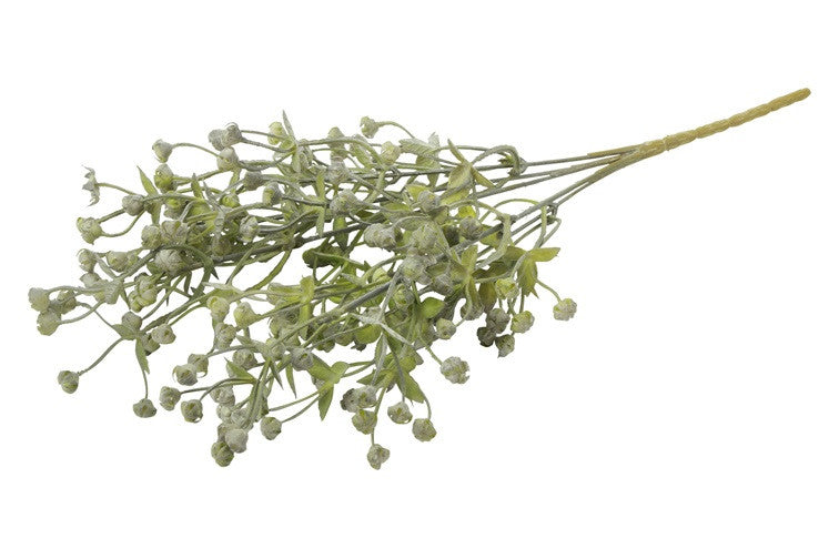 Bosje Exacum grijsgroen