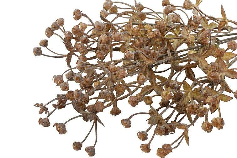 Bosje Acaena bruin/beige