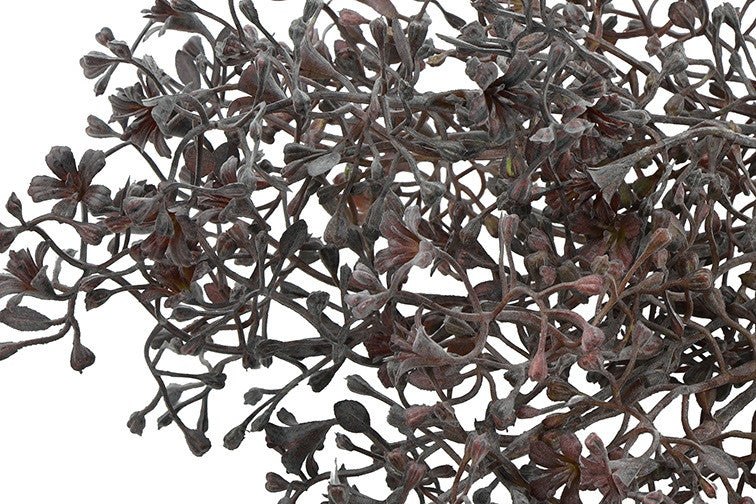 Skimmia paars/grijze tak/ bosje
