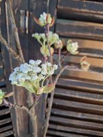 Countryfield Esdoorn tak