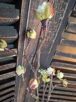 Countryfield Esdoorn tak